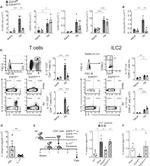 IL-13 Antibody in Flow Cytometry (Flow)