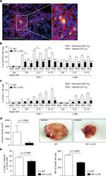 CD335 (NKp46) Antibody in Flow Cytometry (Flow)