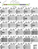 Phospho-Tau (Ser199, Ser202) Antibody in Western Blot (WB)