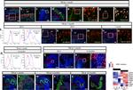 CD140a (PDGFRA) Antibody in Flow Cytometry (Flow)