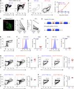 CD19 Antibody in Flow Cytometry (Flow)