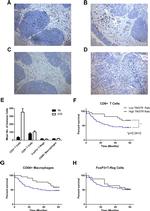 FOXP3 Antibody in Immunohistochemistry (IHC)