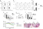 CD4 Antibody in Flow Cytometry (Flow)