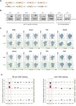 CD144 (VE-cadherin) Antibody in Flow Cytometry (Flow)