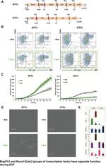 CD144 (VE-cadherin) Antibody in Flow Cytometry (Flow)