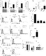 CD274 (PD-L1, B7-H1) Antibody in Flow Cytometry (Flow)