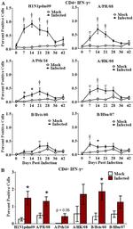 CD8a Antibody in Flow Cytometry (Flow)