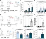 MHC Class II (I-A/I-E) Antibody in Flow Cytometry (Flow)