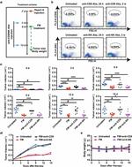 NK1.1 Antibody in Flow Cytometry (Flow)