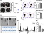 CD69 Antibody in Flow Cytometry (Flow)