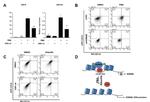 CD11b Antibody in Flow Cytometry (Flow)