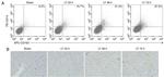 CD14 Antibody in Flow Cytometry (Flow)