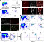 Ly-6A/E (Sca-1) Antibody in Flow Cytometry (Flow)