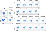 CD69 Antibody in Flow Cytometry (Flow)