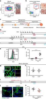 CD24 Antibody in Flow Cytometry (Flow)