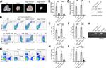 CD19 Antibody in Flow Cytometry (Flow)