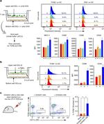 CD86 (B7-2) Antibody in Flow Cytometry (Flow)