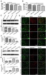 CD11b Antibody in Immunohistochemistry (IHC)