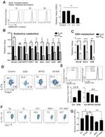 IL-17A Antibody in Flow Cytometry (Flow)