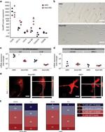 CX3CR1 Antibody in Flow Cytometry (Flow)