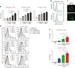 CD107a (LAMP-1) Antibody in Flow Cytometry (Flow)