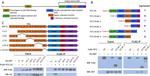 6x-His Tag Antibody in Western Blot (WB)