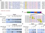 6x-His Tag Antibody in Western Blot (WB)