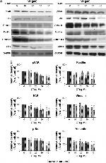 Vinculin Antibody in Western Blot (WB)