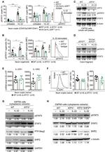 CD45R (B220) Antibody in Flow Cytometry (Flow)