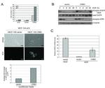 Phospho-ERK1/ERK2 (Thr185, Tyr187) Antibody in Western Blot (WB)