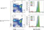 CD8a Antibody in Flow Cytometry (Flow)