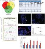 CD117 (c-Kit) Antibody in Flow Cytometry (Flow)