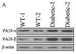 beta Actin Antibody in Western Blot (WB)