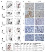 Ly-6A/E (Sca-1) Antibody in Flow Cytometry (Flow)