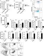 CD24 Antibody in Flow Cytometry (Flow)