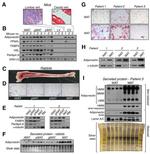 alpha Tubulin Antibody in Western Blot (WB)