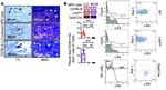 CD117 (c-Kit) Antibody in Flow Cytometry (Flow)