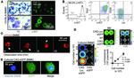 CD117 (c-Kit) Antibody in Flow Cytometry (Flow)