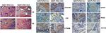 PAX6 Antibody in Immunohistochemistry (IHC)