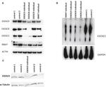 alpha Tubulin Antibody in Western Blot (WB)