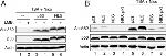 p53 Antibody in Western Blot (WB)