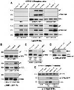 Phospho-FAK (Tyr397) Antibody in Western Blot (WB)