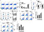 CD45R (B220) Antibody in Flow Cytometry (Flow)