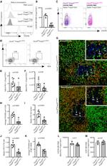 CD197 (CCR7) Antibody in Flow Cytometry (Flow)