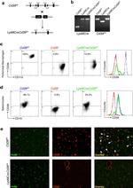 CD39 Antibody in Flow Cytometry (Flow)