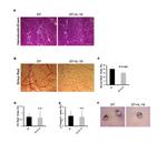 Ly-6A/E (Sca-1) Antibody in Flow Cytometry (Flow)