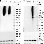 6x-His Tag Antibody in Western Blot (WB)