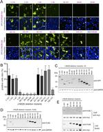 c-Myc Antibody in Western Blot (WB)