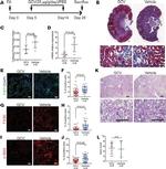 F4/80 Antibody in Immunocytochemistry, Immunohistochemistry (ICC/IF, IHC)