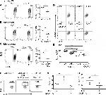 CD62L (L-Selectin) Antibody in Flow Cytometry (Flow)